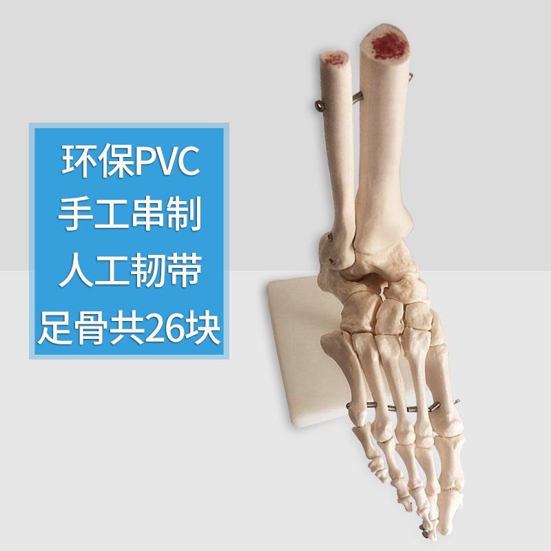 脚关节模型脚骨模型脚部骨骼结构C造模型足部踝关节无韧带腓骨趾