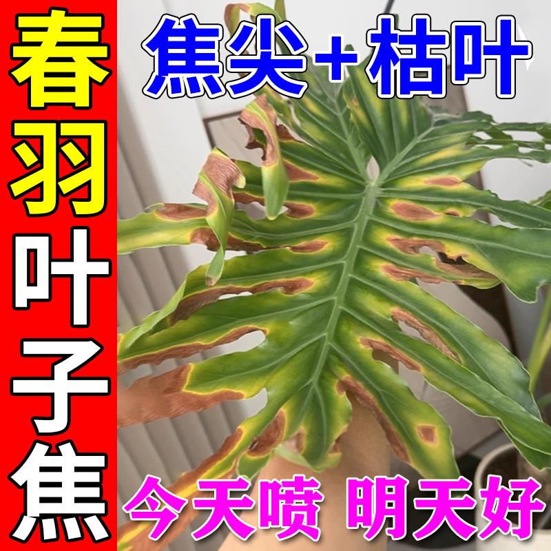 龙鳞春羽营养液黄叶焦边叶子发黄枯叶病锈斑叶黑斑水培烂根杀菌剂