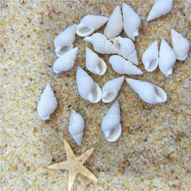 天然贝壳海螺海星  白米螺 漂流瓶微景观鱼缸装饰拍照道具黄米螺