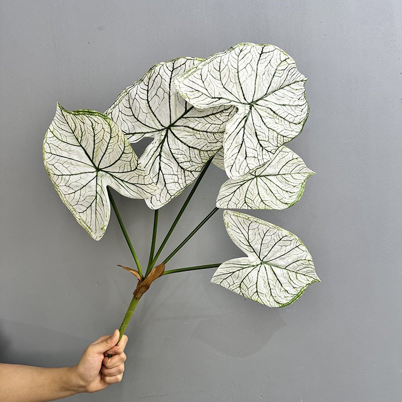 5头过胶手感彩芋叶 春羽叶雨林景观园林绿植海芋叶海棠叶仿真绿植