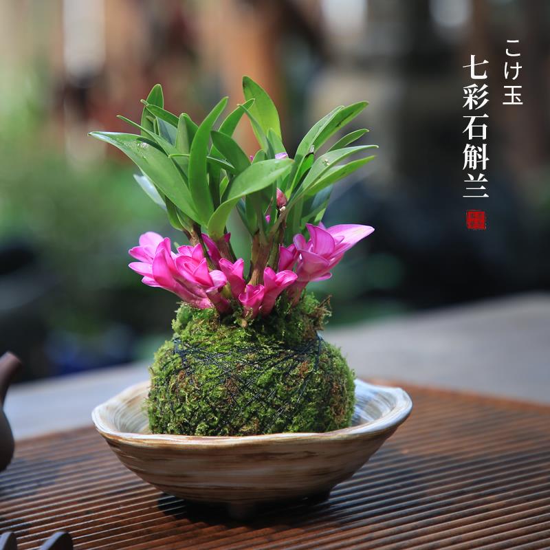 七彩香水石斛兰苔藓球盆栽室内桌面绿植盆景好养活水培植物摆件