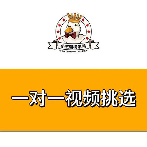 小王朝柯尔鸭一对一视频挑选