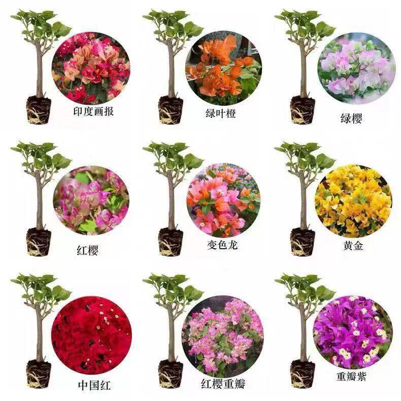 三角梅盆栽四季绿漳红樱植物矮桩阳台树苗耐寒带花卉
