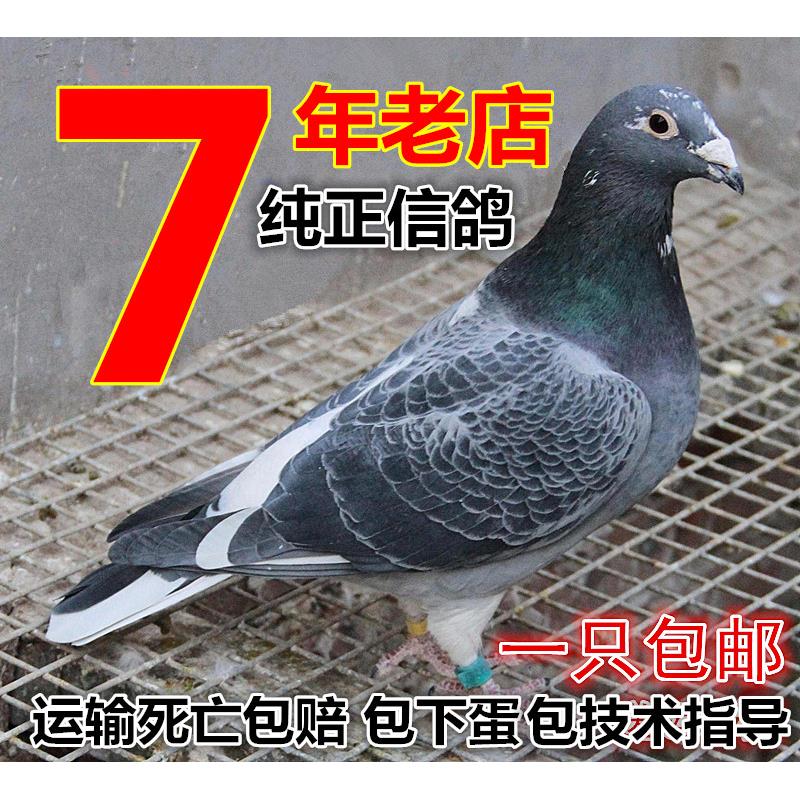 成绩鸽 信鸽 赛鸽 鸽子 活体 天落鸟 公棚 特比环 李鸟 吴淞鸽