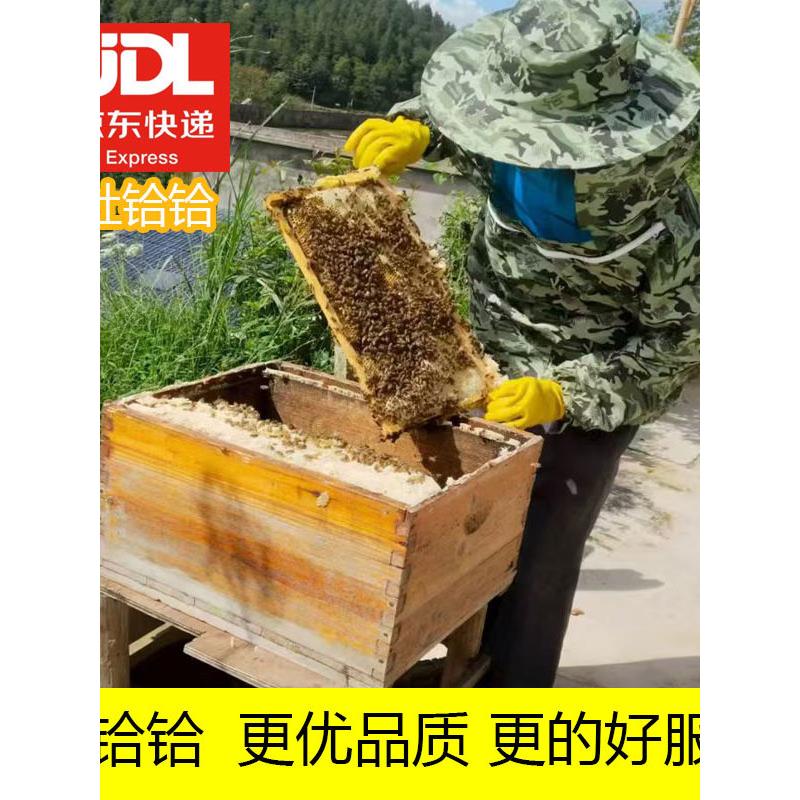 京东果农授粉蜜蜂中蜂蜂群带脾带箱中华蜜蜂蜂王活体蜜蜂蜜蜂活体