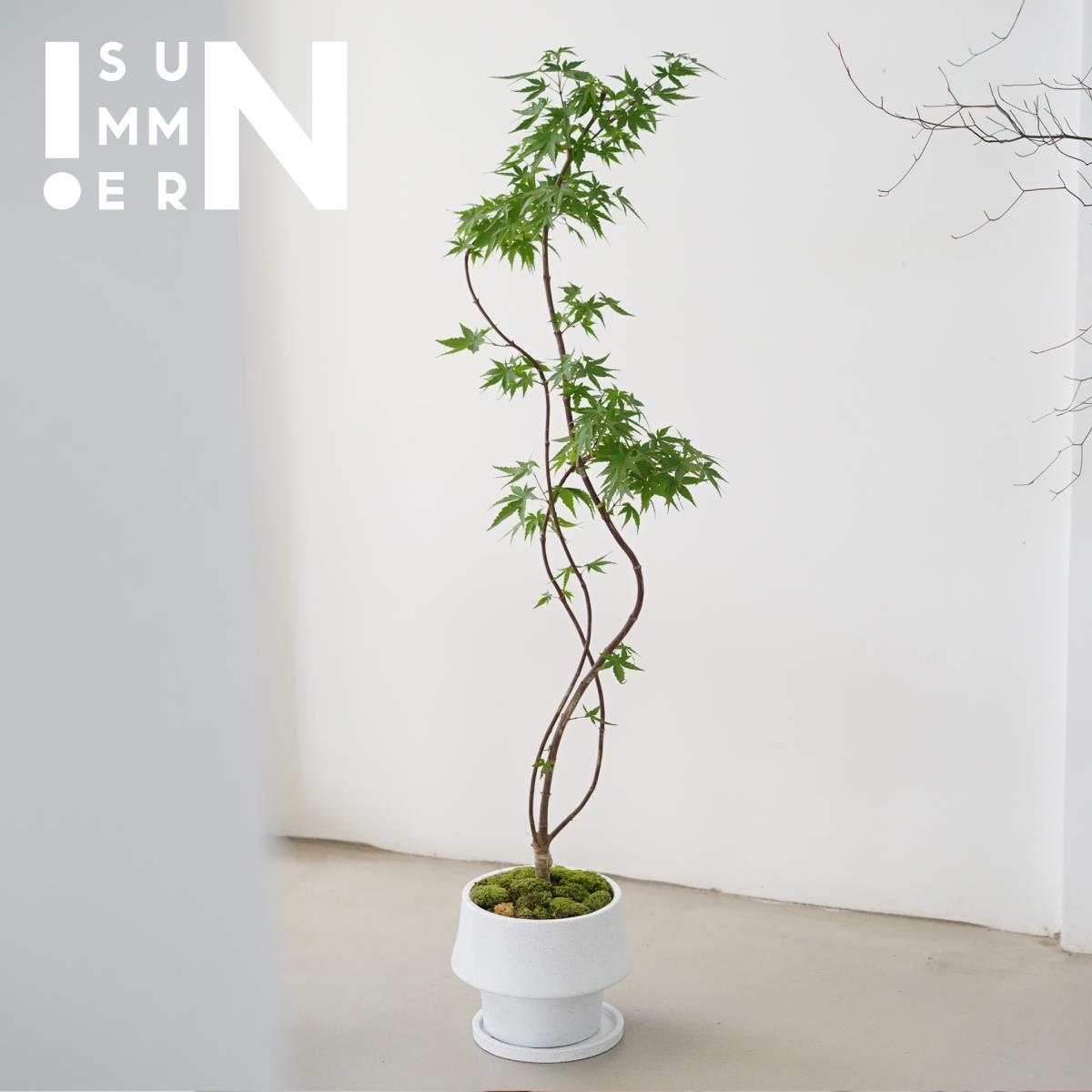 流泉枫 枫树 新中式 日式盆景 盆栽 绿植观叶植物 禅意 民宿装饰