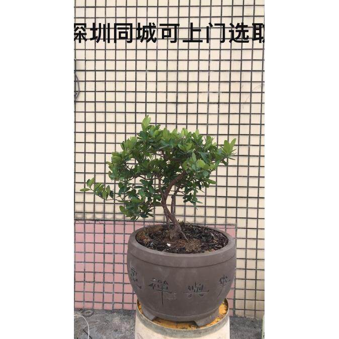 山桔、东风桔盆景素材
