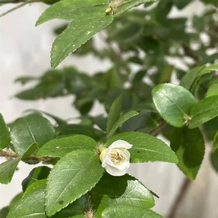 美男树水培鲜切枝懒人室内客厅装饰马F醉木吊钟平替年宵花网红绿