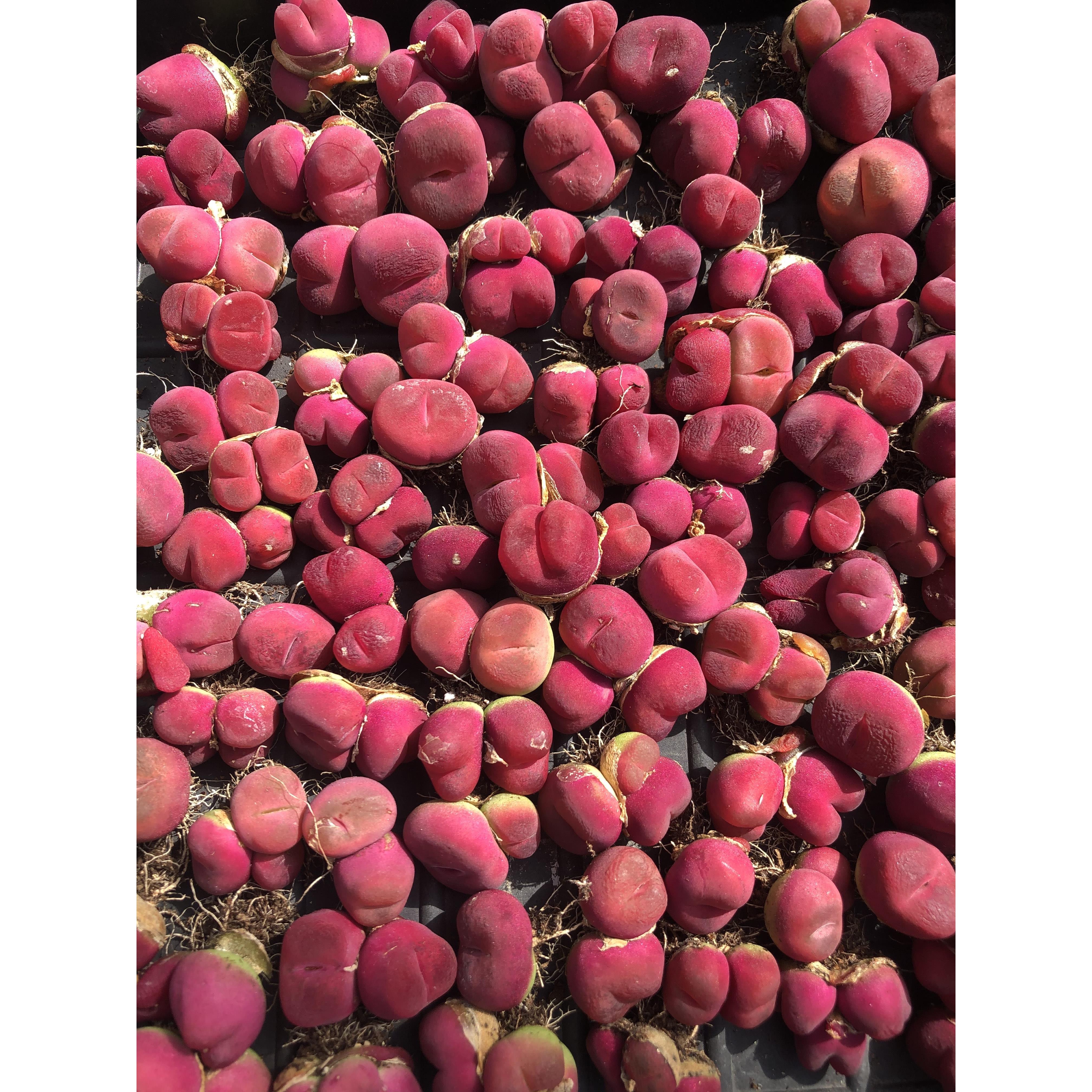 毛汉尼肉锥 多肉植物品质红宝石水蜜桃蟠桃母本优选一物一拍