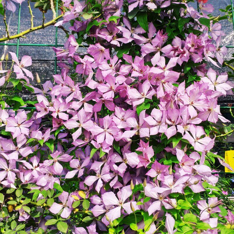 黄姐推荐【铁线莲P9盆栽苗汇总】买五赠一