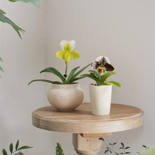 植物私生活 肉饼兜兰超长待机可爱开花兰花办公室桌面