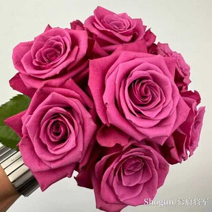 爱园花卉 幕府将军 厄瓜多尔新品大花玫瑰直立好阳台庭院盆栽月季