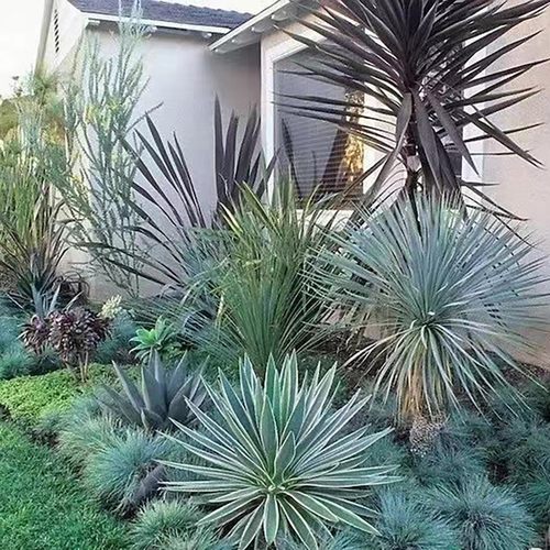 苔米花园 多年生耐寒耐热耐旱花卉 金边凤尾兰 金心丝兰 花园线条