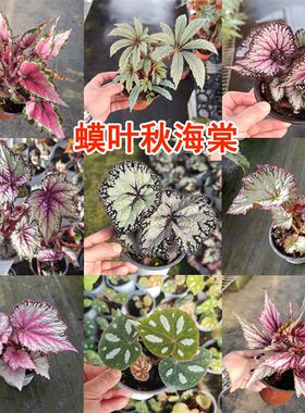 秋海棠盆栽绿植蟆叶发光植物花卉反蓝光观叶室内阳台竹节海棠鳟鱼
