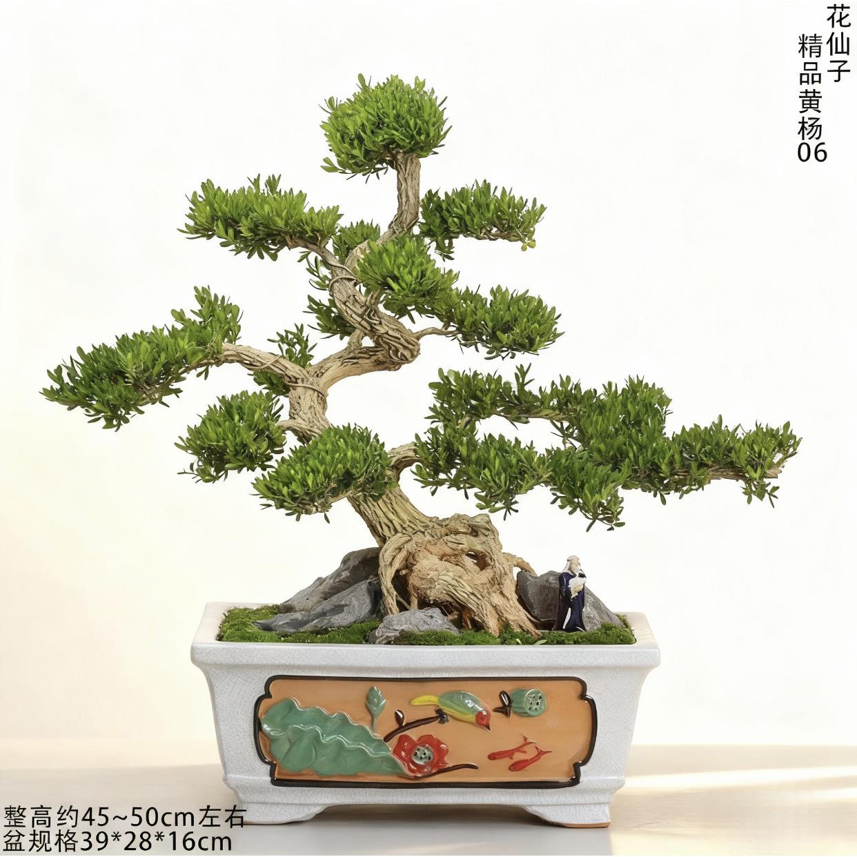 黄杨盆景 黄杨树盆景老桩造型树 老桩黄杨好养送礼盆栽客厅办公室