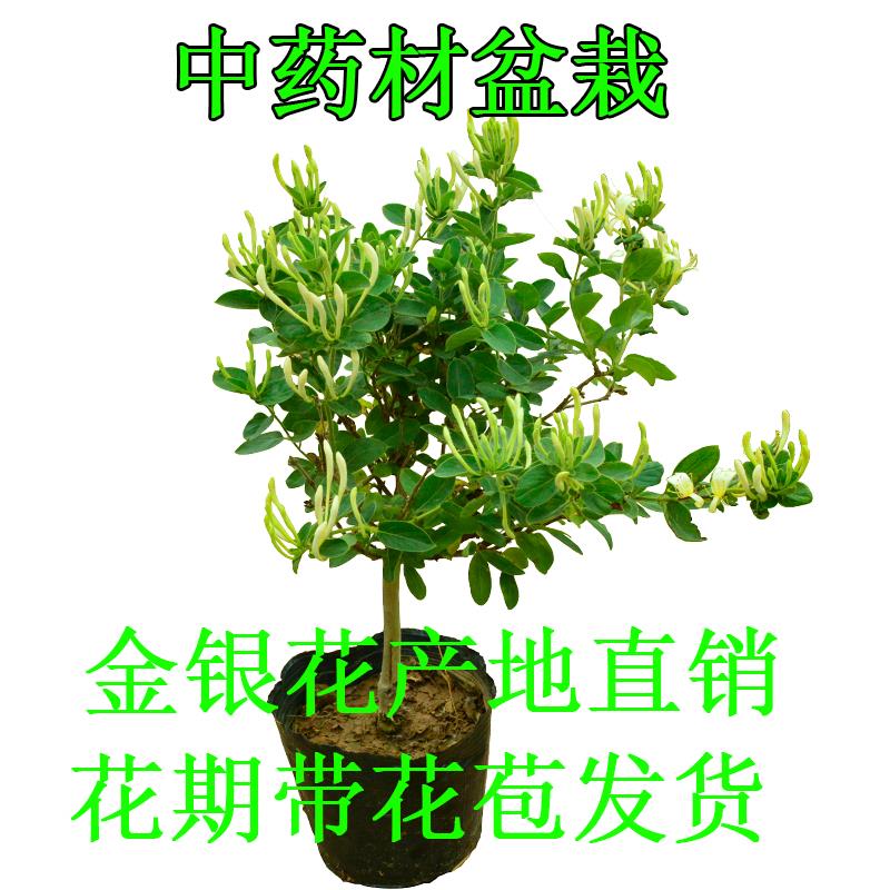 森农哥中药材食用四季金银花树苗盆栽老桩