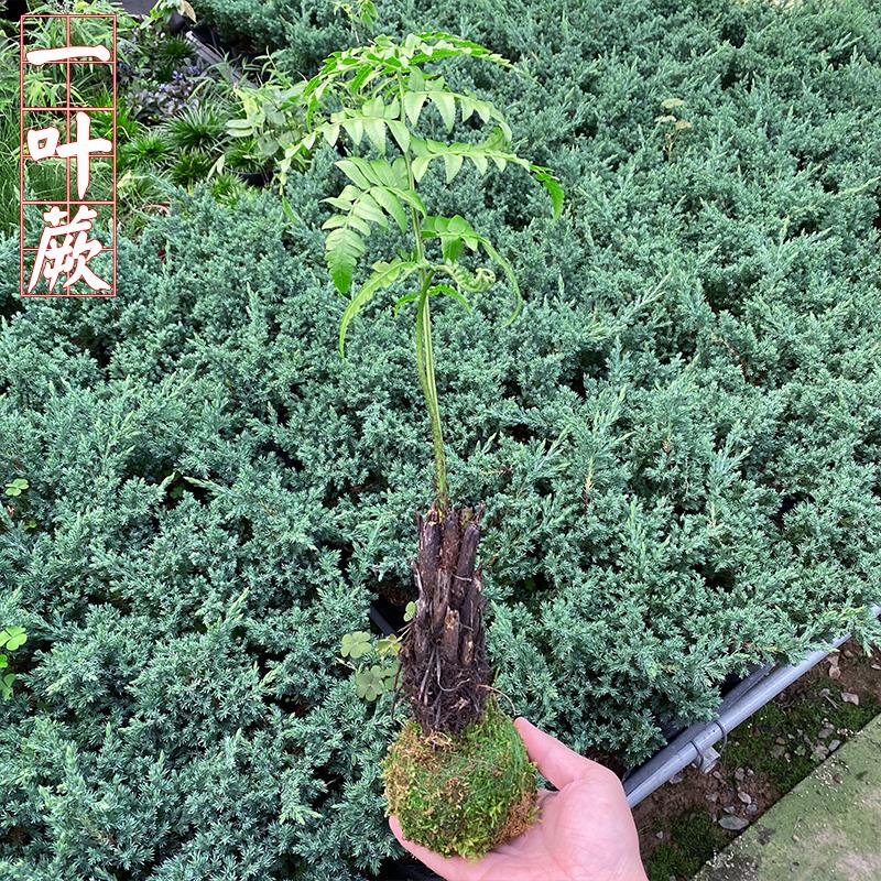网红一叶蕨类植物盆栽花卉富贵蕨盆景植物室内绿植摆件办公室易活