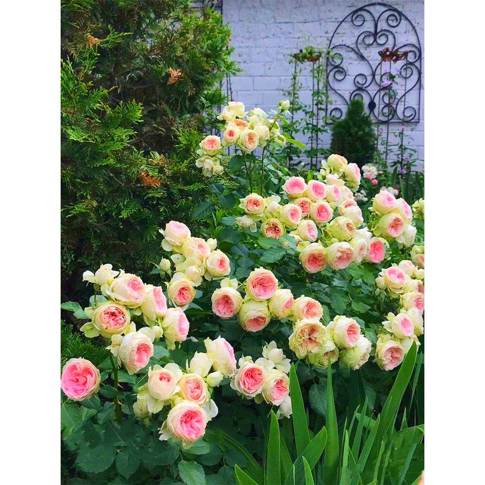英国玫瑰绒球门廊大花浓香月季花苗多季开花阳台庭院花镜植物耐热