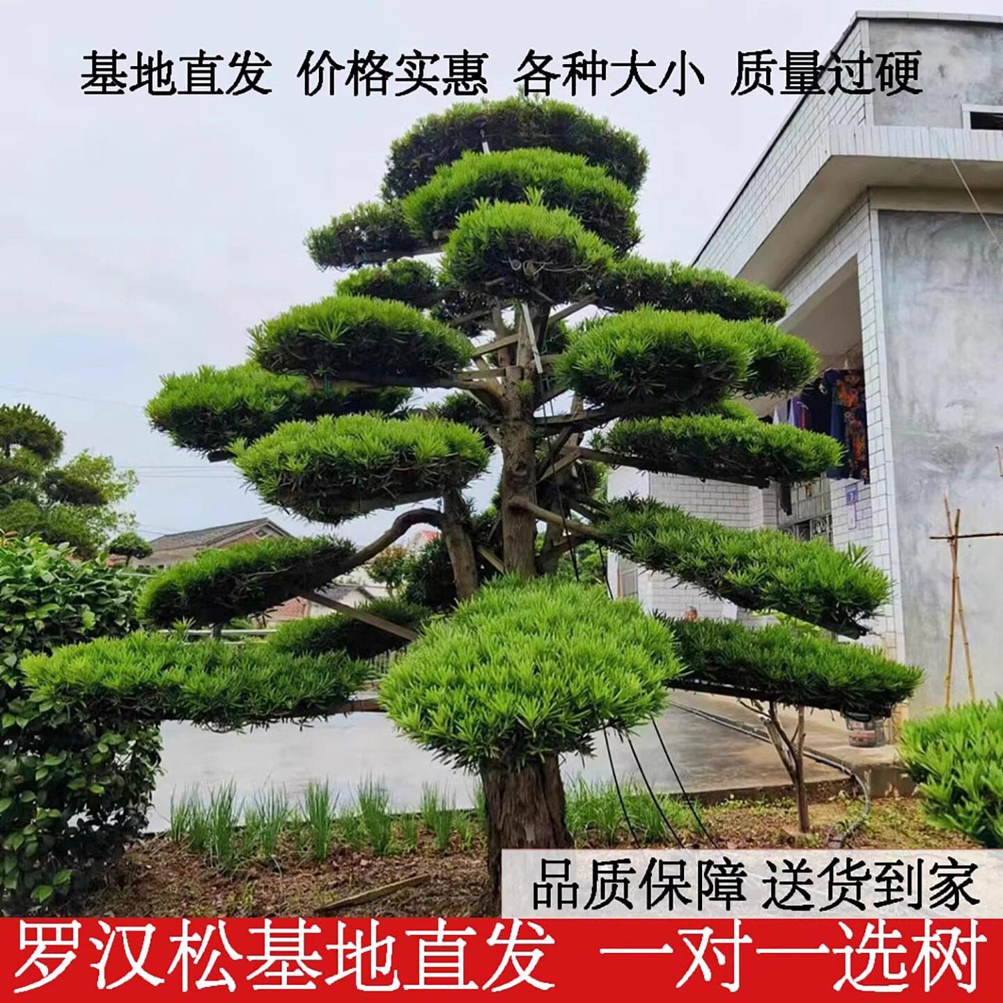 庭院造型罗汉松盆景高端迎客松名贵定型真树观叶植物造景老桩地栽