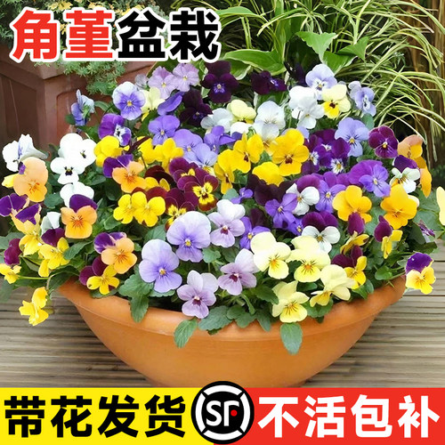角堇花苗盆栽带花角瑾三色堇大苗皱边耐寒花O卉绿植耐冻室内外阳