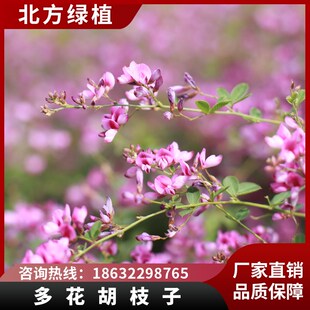 北方绿植多花胡枝子北方户外庭院耐G寒耐旱灌木楼顶花园喜阳花卉