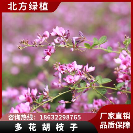 北方绿植多花胡枝子北方户外庭院耐G寒耐旱灌木楼顶花园喜阳花卉