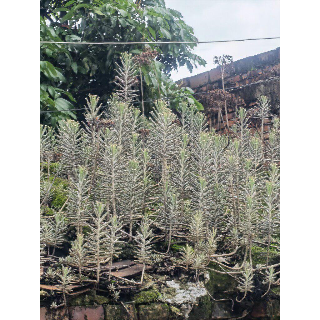 棒叶不死鸟 小叶落地生根 盆栽多肉植物田鸡爪多肉花苗整草500克