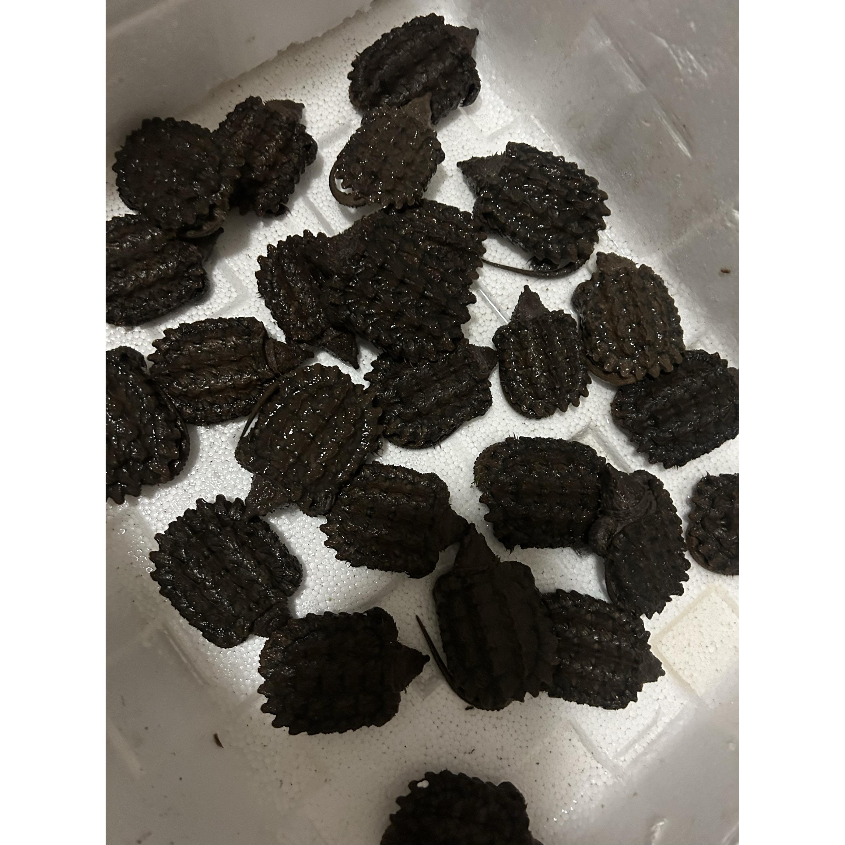 真鳄龟，大鳄龟普全7公分左右状态无敌性价比高