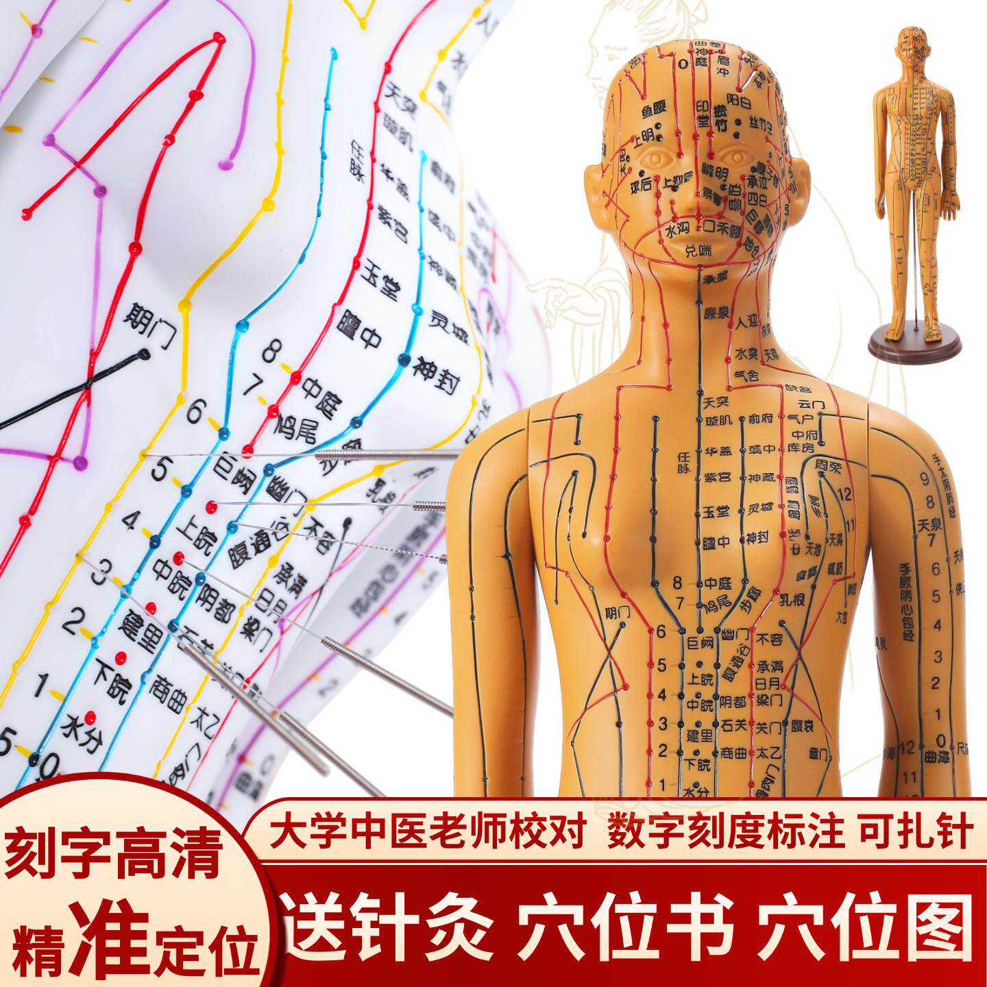 政河针灸穴位人体模型人十二经络小皮人扎针铜人穴位图教学练习