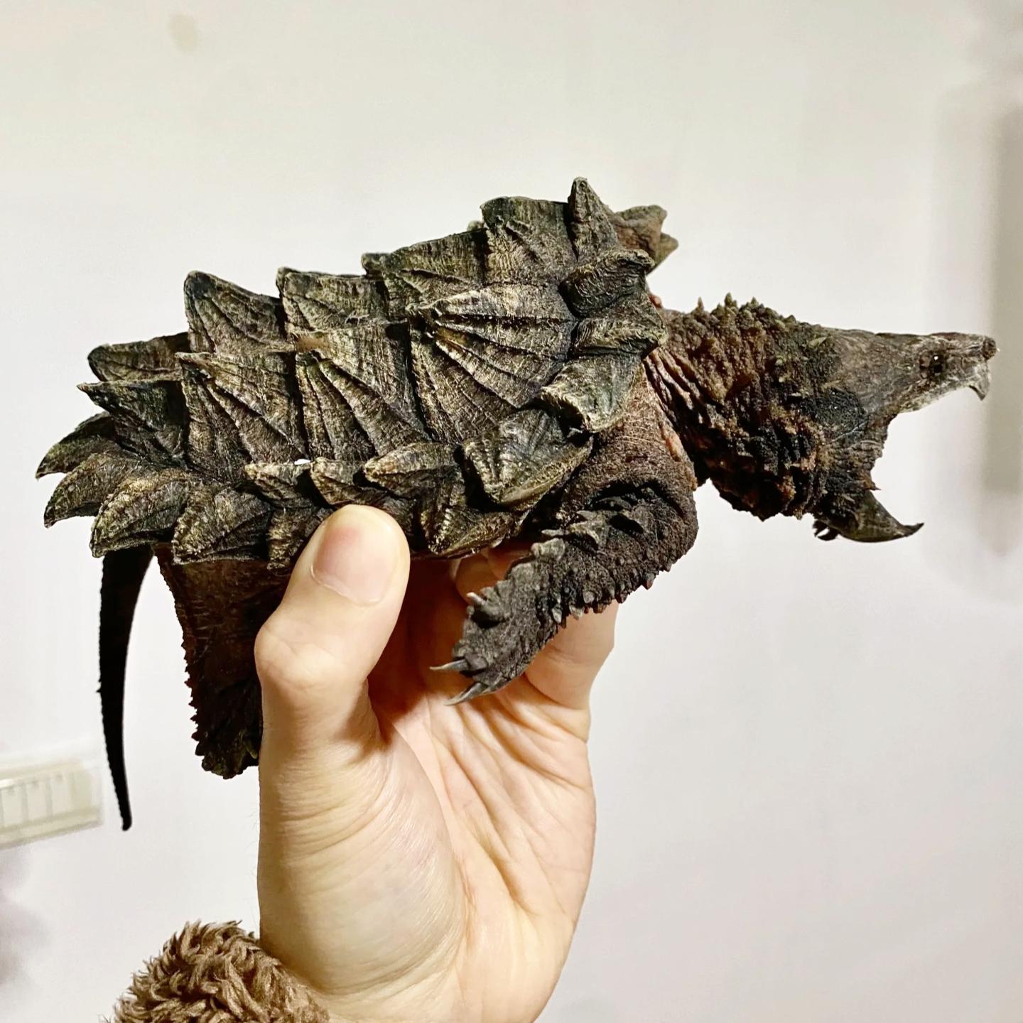 可以长大鳄龟苗乌龟活体原种真北美小鳄龟暴刺纯杂佛观赏深水宠物