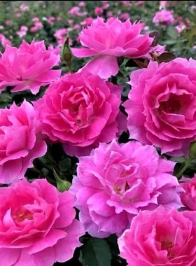 大花浓香天方夜谭月季花苗玫瑰紫色抗病四季开花深桃色波浪边耐寒