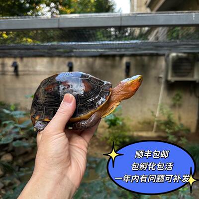 安缘皖南龟苗黄缘龟幼龟蛋闭壳观赏宠物乌龟活体高背头苗半水龟