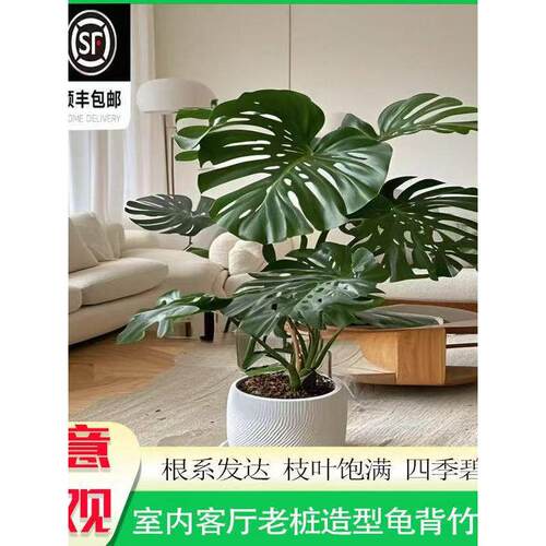 大叶精品龟背竹盆栽高庄老庄客厅绿植四季常青净化空气一物一拍