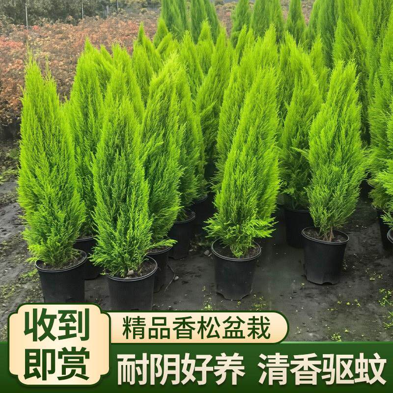 香松树苗四季常青香冠柏树耐寒耐热耶诞树室内盆栽庭院绿化造景苗