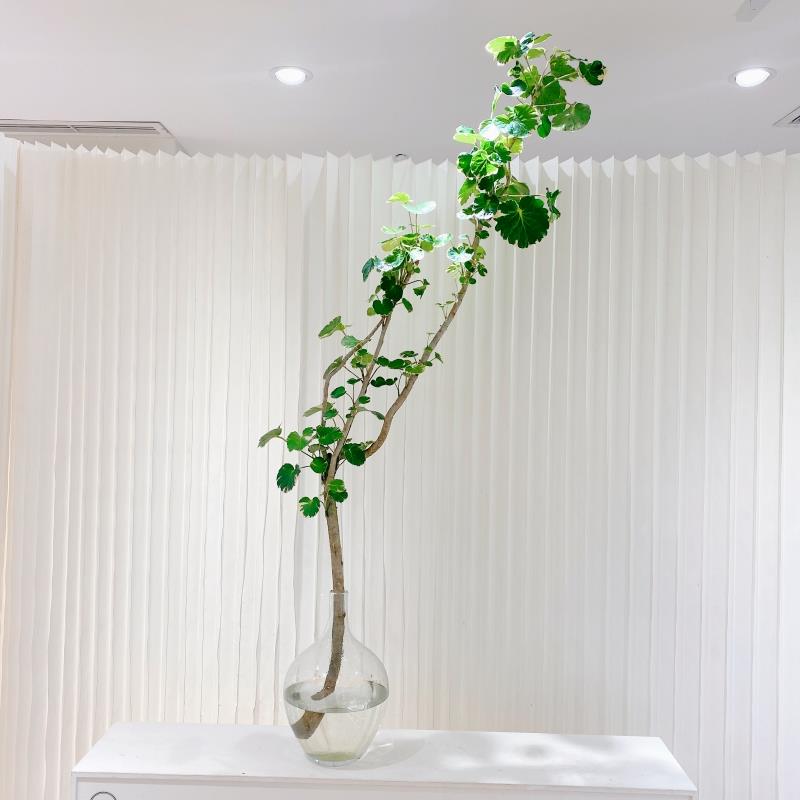水培福禄桐金钱兜盆栽植物室内鲜切枝金钱树招财办公室绿植好养活