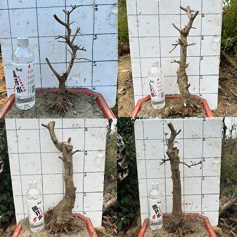对节白蜡精品老桩盆景素材矮霸造型树京山山上植物耐寒熟桩盆