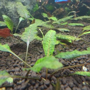 提马汉西斯椒草l 稀有品种 椒草 造景水草 前中景水草