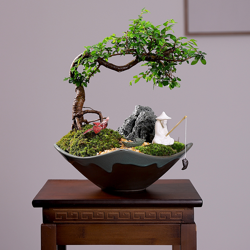 新品迎客松盆景真树地柏树u苗铁树老桩小叶紫檀榆树盆景植物室内