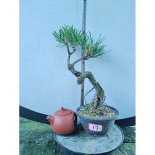 高山黄山松小老树黄山松微型盆景小品素材包邮