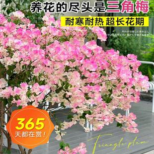 三角梅花树苗三角梅盆栽带花垂丝老桩特大苗阳台爬藤重瓣四季开花