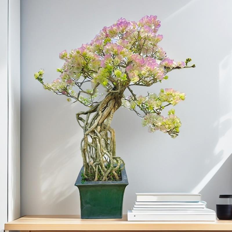 提根三角梅盆景盆栽阳台开花植物绿樱红樱老桩大棵一物一拍带盆