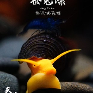 鱼缸大个体观赏橙兔螺直L接生小螺不产卵