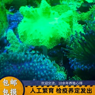 绿木耳皮革珊瑚大花三绿密须长须短须新手皮实珊瑚软体海缸水生物