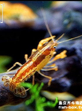 2CM左右 橙色/特萨努/迷你/侏儒/双带鳌虾/小熬虾/淡水宠物虾