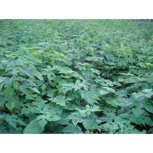 杂交构树种子新采猪青畜禽饲料构乳树楮树楮实子假杨梅高产抗病