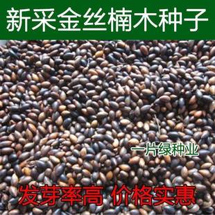 新采金丝楠木树种子四川小叶楠细叶金丝楠桢楠林木种子