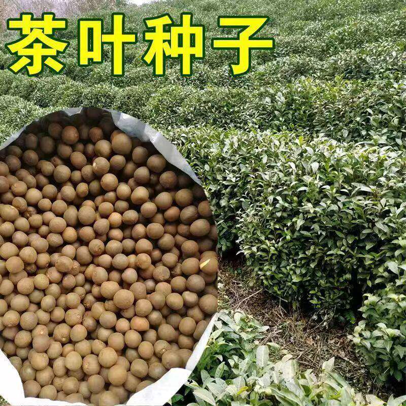 绿茶种子茶叶正山小种种类正宗早春龙井碧罗春白茶红茶籽茶树种子