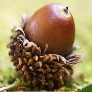 青冈树木 青钢树种子 橡子树种子·新种子烧柴树种子