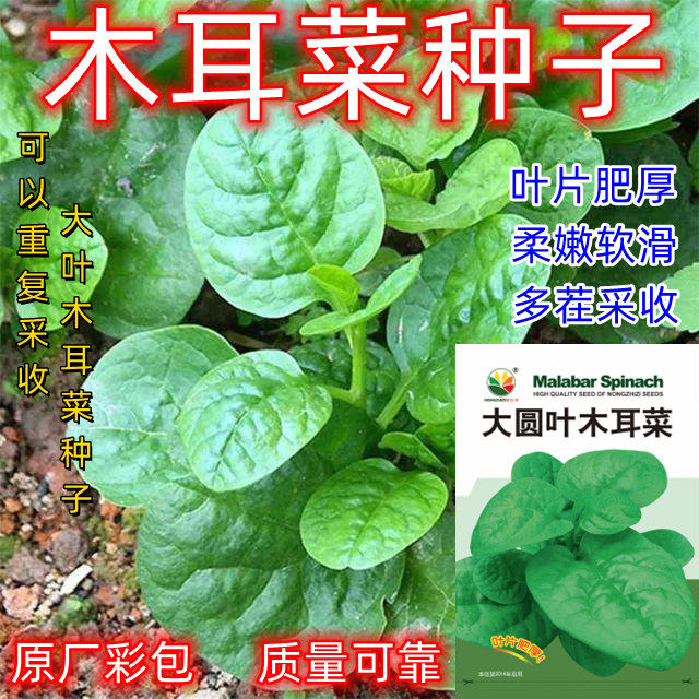 大叶木耳菜种子四季种速生豆腐菜种籽春夏秋阳台盆栽田园种子,鲜花速递/花卉仿真/绿植园艺,家庭园艺种子,淘宝优惠券,粉丝福利购,淘宝优惠卷
