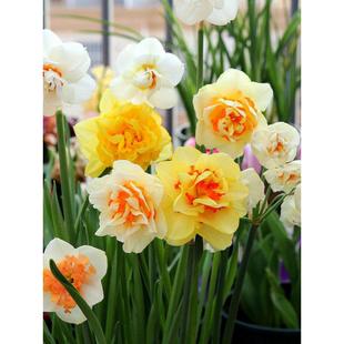 进口洋水仙现货国产漳州水仙大种球耐寒秋冬季花卉室内阳台盆地栽